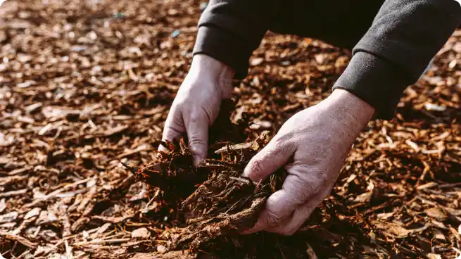 mulching tips for landscaping using mulch