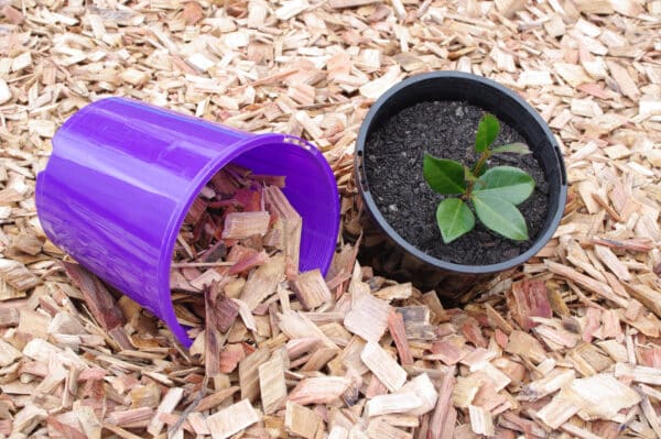 Purple bucket beside potted plant with woodchips