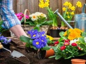 Planting flowers in topsoil compost mix